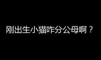 剛出生小貓咋分公母啊？剛出生小貓怎么分公母