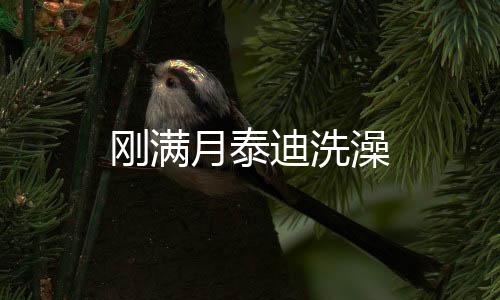 剛滿月泰迪洗澡