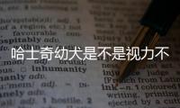 哈士奇幼犬是不是視力不好的，哈士奇的視力可以看到離自己多遠