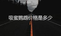 吸蜜鸚鵡價格是多少