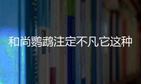 和尚鸚鵡注定不凡它這種本領就能證明你還敢忽視它的智商嗎