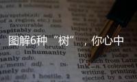 圖解6種“樹”，你心中有數(shù)嗎？