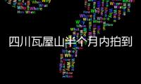 四川瓦屋山半個(gè)月內(nèi)拍到三只野生大熊貓活動(dòng)珍貴視頻