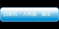 回家啦！大熊貓“福寶”搭乘包機(jī)起飛回國(guó)