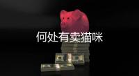 何處有賣貓咪