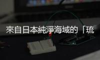 來自日本純淨海域的「琉海美粉晶珊瑚」，為空間打造調節濕度的一面牆