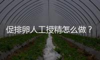 促排卵人工授精怎么做？4步操作過程戳這里了解