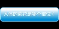 人體的菊花是哪個(gè)部位（菊花是哪個(gè)部位）