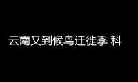 云南又到候鳥遷徙季 科研人員集中開展鳥類環志和種群統計工作