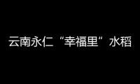 云南永仁“幸福里”水稻基地迎豐收