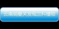 云南銅壁關發現蘭科植物新物種——盈江蝦脊蘭