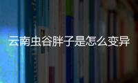 云南蟲谷胖子是怎么變異的？ 云南蟲谷胖子為何自言自語？