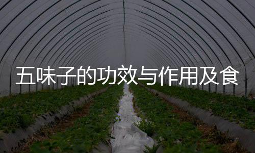 五味子的功效與作用及食用方法，有關五味子的養生知識