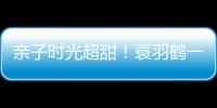 親子時光超甜！蓑羽鶴一家悠閑漫步葫蘆河濕地