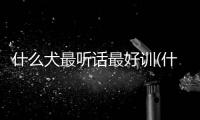 什么犬最聽話最好訓(什么犬好養聽話)