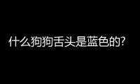 什么狗狗舌頭是藍色的? 松獅犬的舌頭