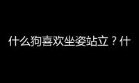 什么狗喜歡坐姿站立？什么狗喜歡躺著睡