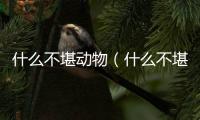 什么不堪動物（什么不堪）