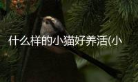 什么樣的小貓好養(yǎng)活(小貓養(yǎng)什么品種好?)