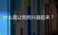 什么能讓狗狗興奮起來(lái)？怎么能讓狗狗興奮