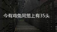 今有雞兔同籠上有35頭下有94足問(wèn)雞兔各幾何