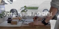 為什么狗狗瞳孔會變色(狗狗鼻子為什么會變色)