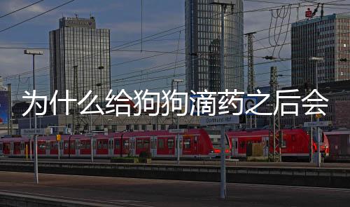 為什么給狗狗滴藥之后會吐？為什么給狗狗滴藥之后不能洗澡