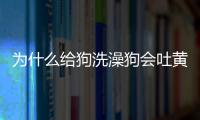 為什么給狗洗澡狗會吐黃水？為什么狗狗洗完澡會吐