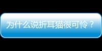 為什么說折耳貓很可憐？ 折耳貓是天生的還是人為的