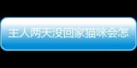 主人兩天沒回家貓咪會怎么樣呢？兩天不回家貓會想我嗎