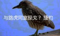 與路虎同室操戈？ 捷豹F