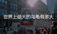 世界上最大的烏龜有多大（最大的烏龜是哪種烏龜）