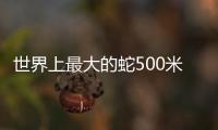 世界上最大的蛇500米在紅海被抓獲 泰坦蟒后代?