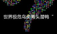 世界極危鳥類青頭潛鴨“組團”戲水泰湖濕地