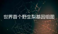 世界首個(gè)野生梨基因組圖譜組裝成功—新聞—科學(xué)網(wǎng)