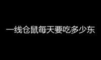 一線倉(cāng)鼠每天要吃多少東西(一線倉(cāng)鼠一天吃多少)