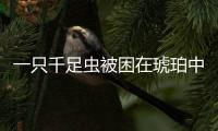 一只千足蟲(chóng)被困在琥珀中長(zhǎng)達(dá)9900萬(wàn)年