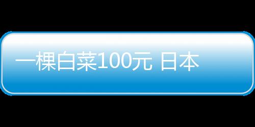 一棵白菜100元 日本奢侈品白菜價 白菜變奢侈品