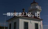 一棵樹能賣2.3億，比黃金還貴的金絲楠木，樹苗12元為啥沒人種？