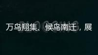 萬鳥翔集、候鳥南遷，展示美麗中國圖景