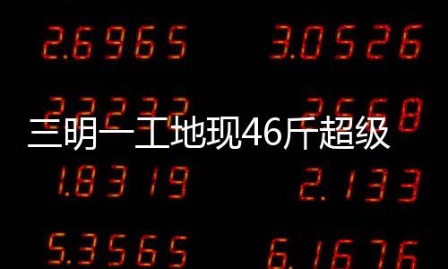 三明一工地現46斤超級大蟒蛇 可能有百歲年齡