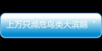 上萬只瀕危鳥類大濱鷸“做客”浙江溫嶺