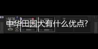 中華田園犬有什么優點?這幾點都是相當難得的