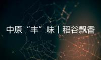 中原“豐”味丨稻谷飄香 信陽市淮濱縣60萬畝水稻迎來秋收