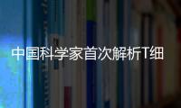 中國科學家首次解析T細胞受體復合物結構—新聞—科學網