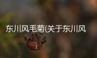 東川風(fēng)毛菊(關(guān)于東川風(fēng)毛菊簡(jiǎn)述)