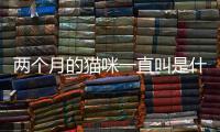 兩個月的貓咪一直叫是什么原因(兩個月的貓咪一直叫個不停怎么辦)