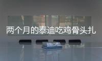 兩個月的泰迪吃雞骨頭扎到了怎么辦？泰迪雞骨頭能吃嗎