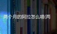 兩個月的阿拉怎么喂(兩個月的阿拉可以洗澡嗎)