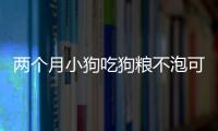 兩個月小狗吃狗糧不泡可以嗎(三個月小狗吃狗糧還需要泡嗎)